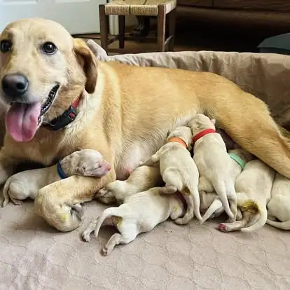 Yellow Labrador with a litter; photo used for the fictional Daisy sample profile