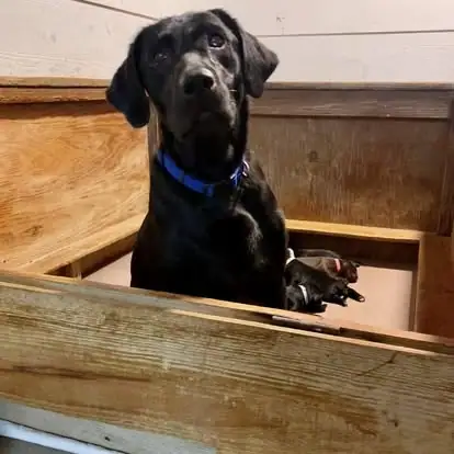 Black Labrador on a wooden platform; photo used for the fictional June sample profile