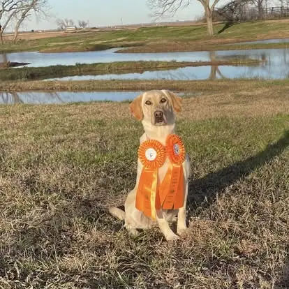 Dogs with ribbons in the Pine Prairie photo archive