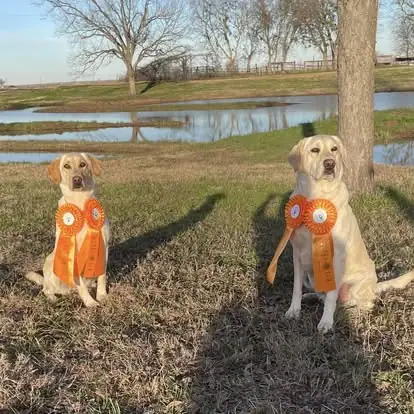 Dogs with ribbons in the Pine Prairie photo archive