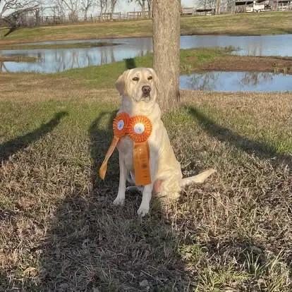 Dogs with ribbons in the Pine Prairie photo archive