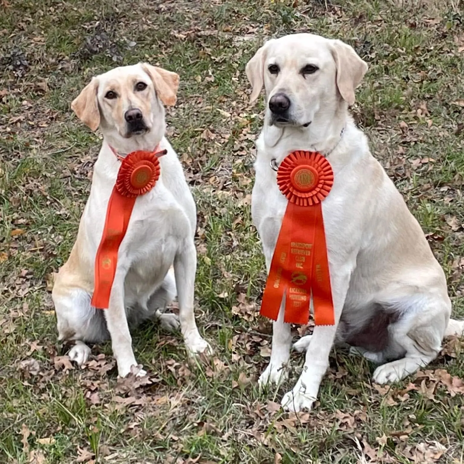 Haven and her sire Maverick wearing orange ribbons after receiving Master Hunter passes