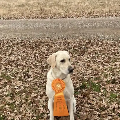 Dogs with ribbons in the Pine Prairie photo archive