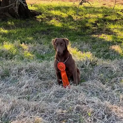 Dogs with ribbons in the Pine Prairie photo archive