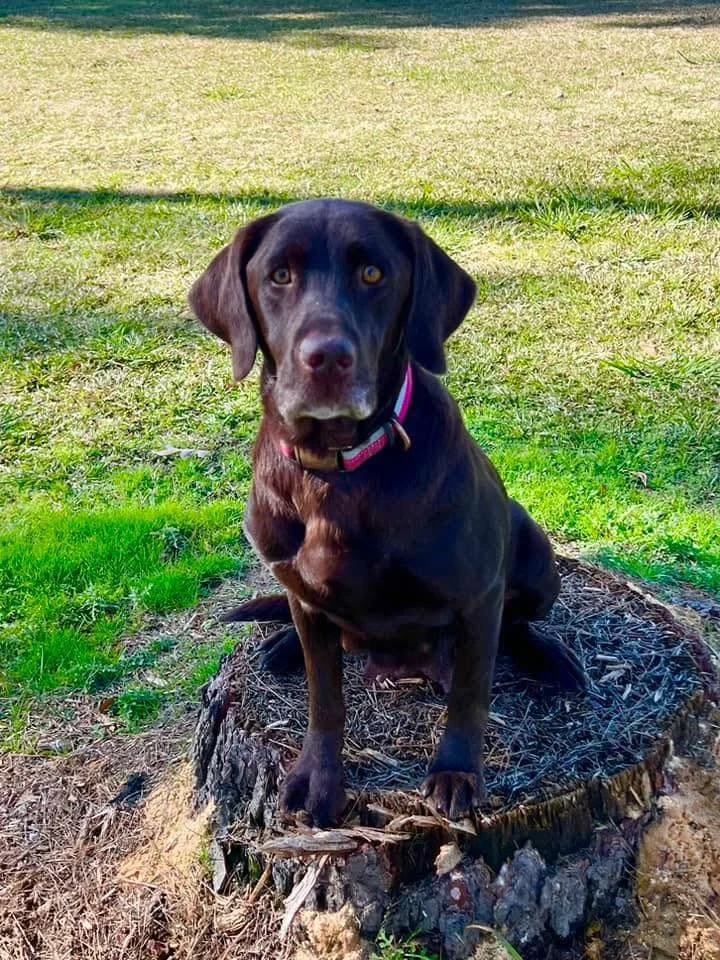 Chocolate Labrador outdoors; photo used for the fictional Willow sample profile