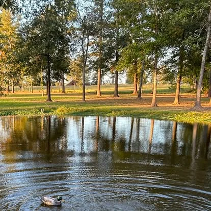 A Labrador enjoying the pond among the trees at Pine Prairie