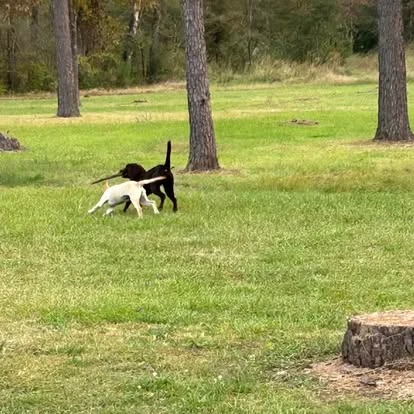 Two Labradors playing among the pine trees