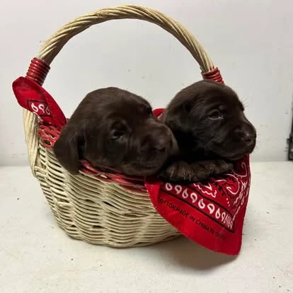 Two chocolate Labrador puppies snuggled in a basket