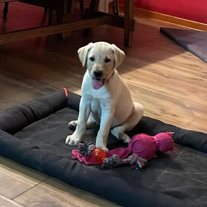Yellow Labrador resting on a dog bed with toys