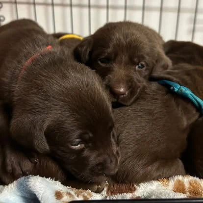 Chocolate Labrador puppies sleeping together