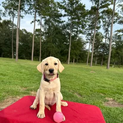 A yellow Labrador puppy on a red platform